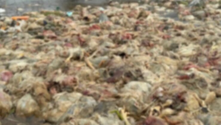 Zonguldak’taki Alaplı Çayı’nda ölmüş yüzlerce tavuk bulundu