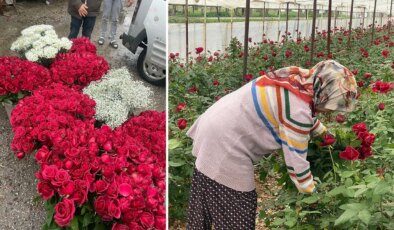 14 Şubat da gül üreticisinin yüzünü güldürmedi: ‘Emeğimizi alamadık’