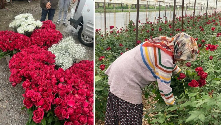 14 Şubat da gül üreticisinin yüzünü güldürmedi: ‘Emeğimizi alamadık’