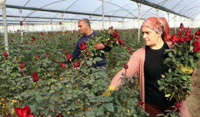 14 Şubat için yetiştirmişlerdi: Binlerce ürün dalında kaldı, verim yarı yarıya düştü!