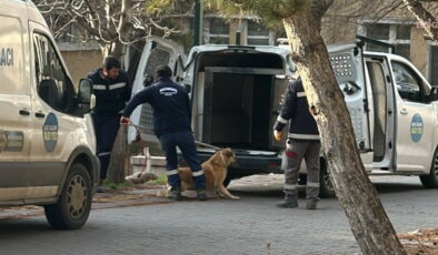 Ankara Üniversitesi Veteriner Fakültesi kampüsünde yaşayan köpeklerin toplatıldığını iddia eden öğrenciler, üniversite yönetimine tepki gösterdi