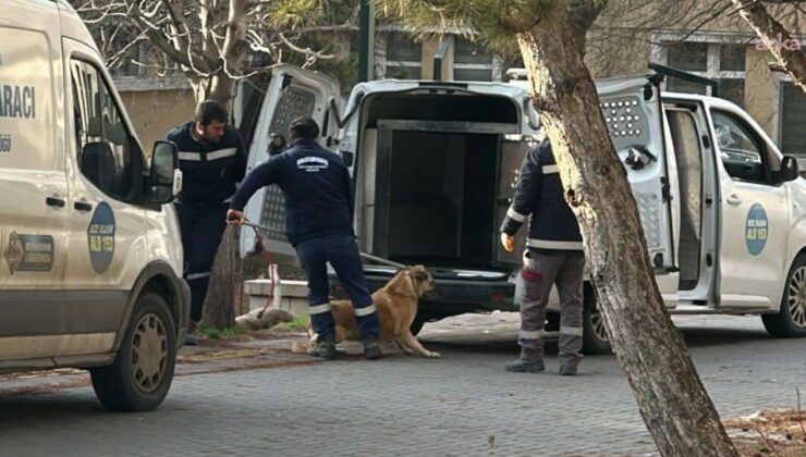 Ankara Üniversitesi Veteriner Fakültesi kampüsünde yaşayan köpeklerin toplatıldığını iddia eden öğrenciler, üniversite yönetimine tepki gösterdi