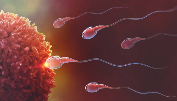 Araştırma: Sperm kalitesi yazın zirvede, kışın en düşük seviyede