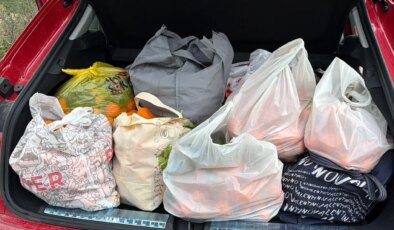 Artvin’de hasat bereketi: Poşet yetmedi, araçların içi doldu taştı