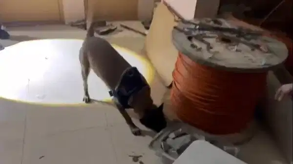 Avcılar’da ‘uyuşturucu’ operasyonu: Tam 50 kilo ele geçirildi…