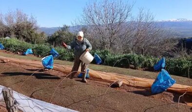 Aydın’da tütün üreticileri tepkili: ‘Geçen yılın mahsulü hala alınmadı, fiyatlar belirsiz’