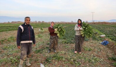 Aydın’da verim düştü: Tarlada 5 TL…