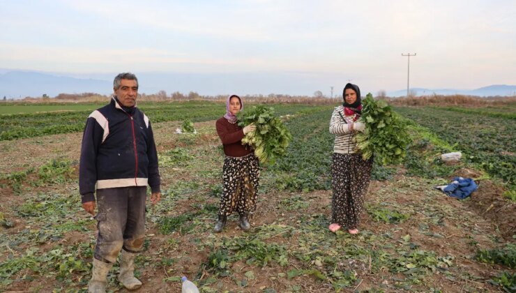 Aydın’da verim düştü: Tarlada 5 TL…