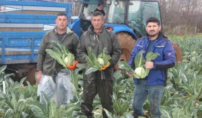 Bafra Ovası’nda hasat devam ediyor: Tarlada 8 lira, raflarda 50 TL!