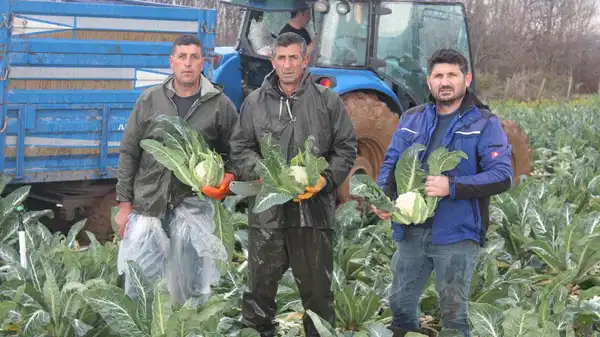 Bafra Ovası’nda hasat devam ediyor: Tarlada 8 lira, raflarda 50 TL!