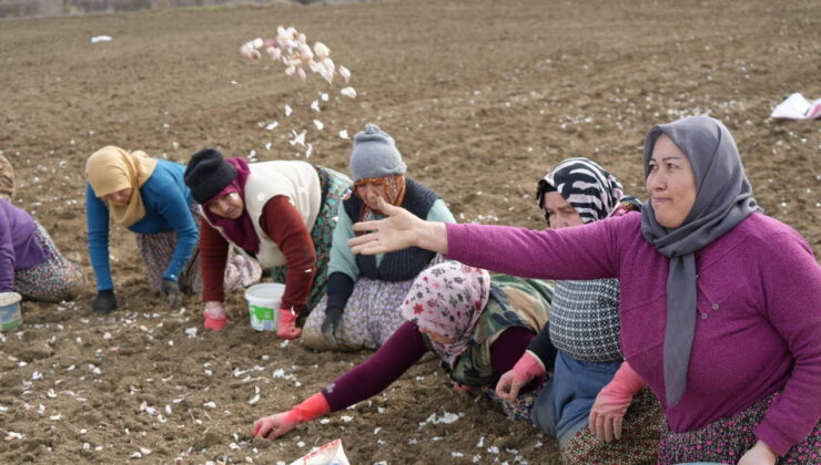 ‘Beyaz altın’ı yetiştirmek için tek tek elleriyle toprağa ekiyorlar: 30 bin ton rekolte bekleniyor