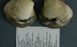 Bilim dünyasını sarsan keşif: 507 yıl yaşadı, bulunduğu gün öldü