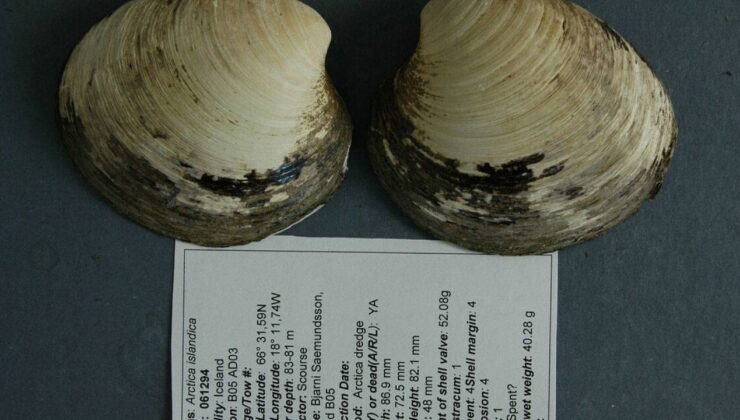 Bilim dünyasını sarsan keşif: 507 yıl yaşadı, bulunduğu gün öldü