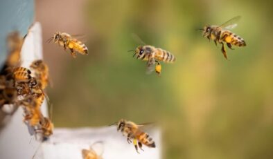 Bilim insanları, bal arılarından ilham alarak GPS sistemleri geliştiriyor