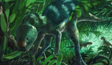 Bilim insanları tavuk büyüklüğünde bir dinozor keşfetti