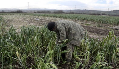 Binlerce dekar mahsul para etmedi: Maliyet 15 lira, satış 10 lira!