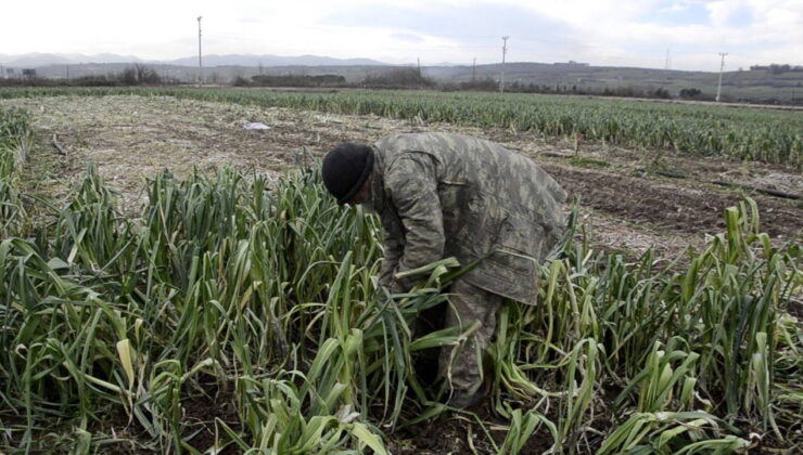 Binlerce dekar mahsul para etmedi: Maliyet 15 lira, satış 10 lira!