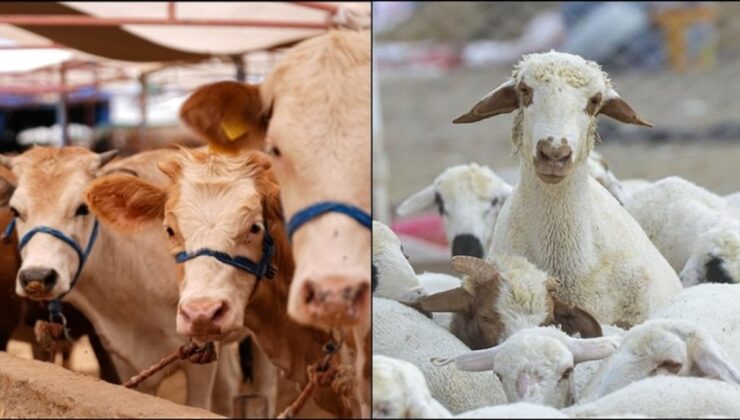 Büyükbaş ve küçükbaş sayısı 2025’te yükseldi