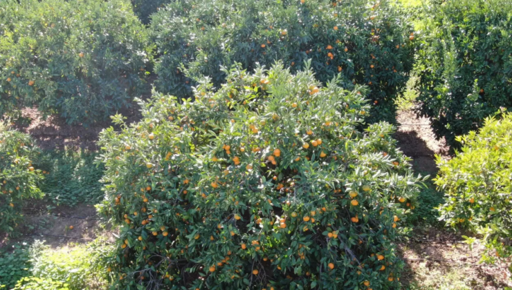 Çiftçi ürettiğinin karşılığını alamıyor: Pamuk sektörü çöktü, narenciye 1 liraya düştü