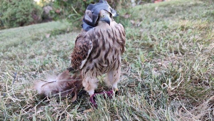 Danıştay kararı, Karadeniz’de atmacacılığı tartışmaya açtı