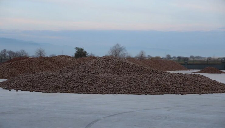 Değeri altınla yarışıyor: Bölgenin geçim kaynağı…