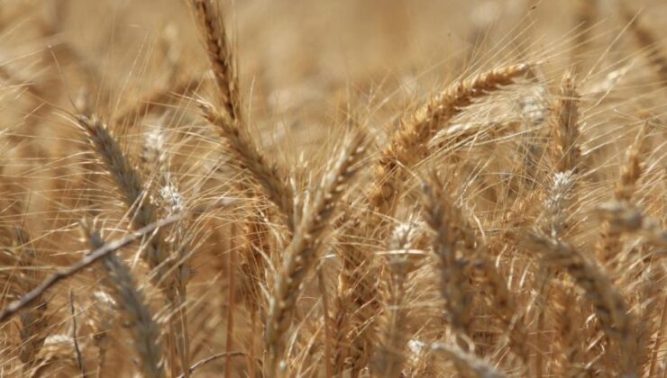 Dünya tahıl üretiminde rekor beklentisi