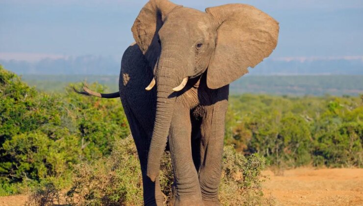 Fillerin hortumundaki kedi bıyığını andıran kılların işlevi ortaya çıkarıldı