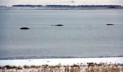 Flamingoların konaklandığı Van Gölü’nde geri çekilme: ‘Adacıklar’ oluştu