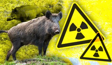 Fukuşima’da genetik sır çözüldü: Melez domuz patlamasının nedeni ortaya çıktı