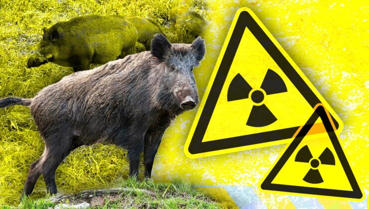 Fukuşima’da genetik sır çözüldü: Melez domuz patlamasının nedeni ortaya çıktı