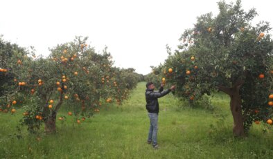Günde 500 ton mahsul toplanıyor: Bahçede 15 TL…