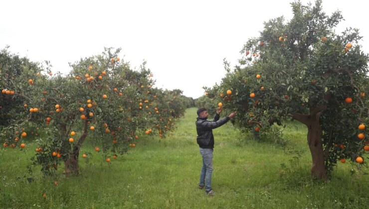 Günde 500 ton mahsul toplanıyor: Bahçede 15 TL…