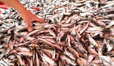 Hamsiyi 3’te 1’lik fiyatıyla tahtından etti: Tezgahların yeni prensi…