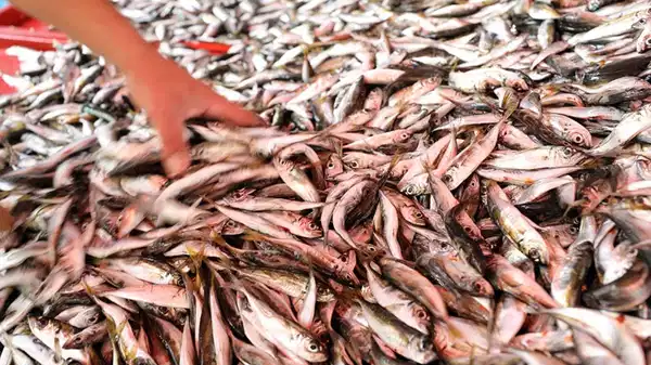 Hamsiyi 3’te 1’lik fiyatıyla tahtından etti: Tezgahların yeni prensi…