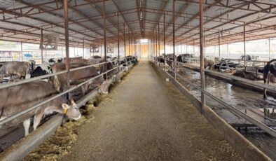 Hatay’da besiciler devlet desteğiyle yeniden üretime döndü