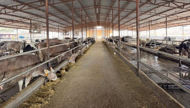 Hatay’da besiciler devlet desteğiyle yeniden üretime döndü