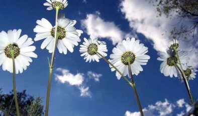 İlk cemre düştü mü? 2026 ilk cemre nereye düşecek?