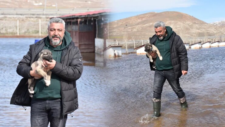 Kangal köpeği çiftliği su altında kaldı: ‘Menfezlerden taşan sular araziye geldi’