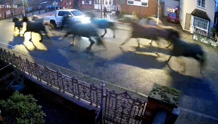 Kasabada film gibi anlar: Kontrolden çıkan atlar trafiği felç etti