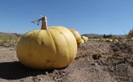 Market ile üretici arasındaki fiyat farkı yüzde 278’i geçti