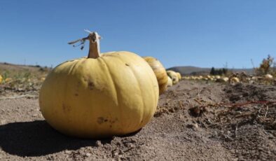 Market ile üretici arasındaki fiyat farkı yüzde 278’i geçti