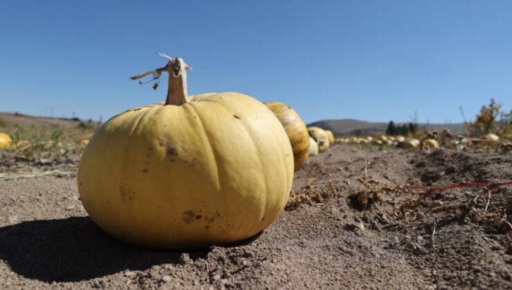 Market ile üretici arasındaki fiyat farkı yüzde 278’i geçti