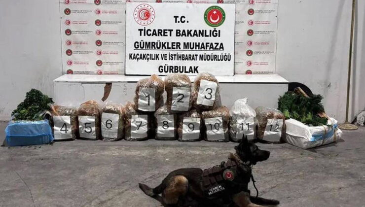 Maydanoz ve dereotu yüklü TIR’dan 51 kilo esrar çıktı