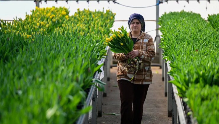 Ne toprak ne gübre! Su dolu kasalarda yetişiyor! Talebe yetişemiyorlar…