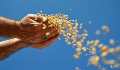 Ocak ayındaki yağlı tohum ihracatı 1 milyar dolarlık gelire yaklaştı