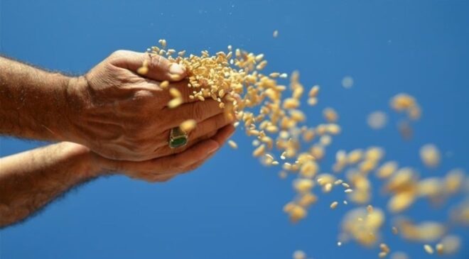 Ocak ayındaki yağlı tohum ihracatı 1 milyar dolarlık gelire yaklaştı