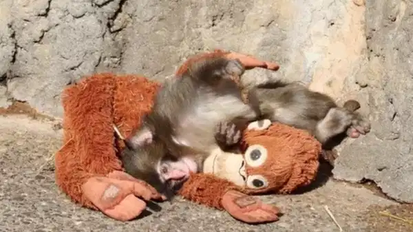 Punch ile peluş oyuncağının hikayesi rekor kırıyor