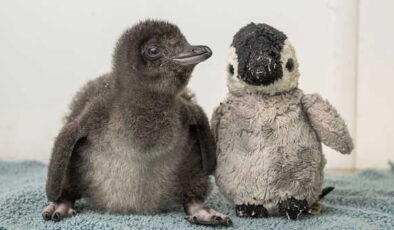 Punch’tan sonra peluşla teselli bulan penguen gündemde