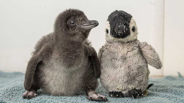 Punch’tan sonra peluşla teselli bulan penguen gündemde