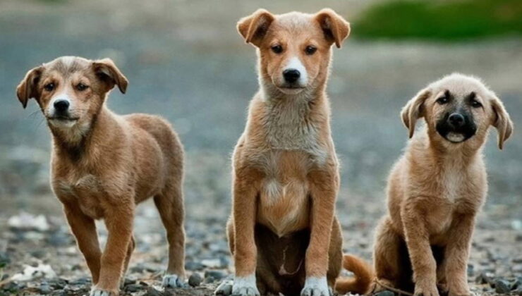 Sahiplendiği köpeklere cinsel saldırıda bulunup öldüren doktora verilen 9 yıl hapis cezası 4 yıla düşürüldü